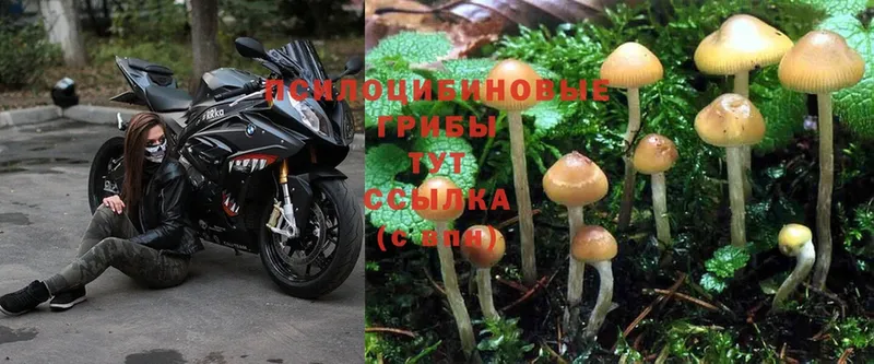 хочу наркоту  Шахты  mega зеркало  shop телеграм  Псилоцибиновые грибы MAGIC MUSHROOMS 